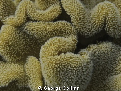 sealife dc1200 snorkling
Wide angle lens by George Collins 